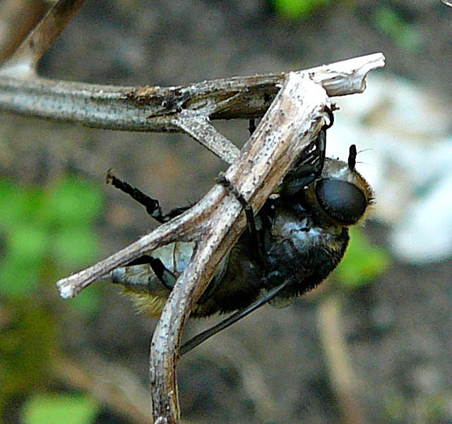 Narzissen-Schwebfliege 2 Merodon equestris bei Eiablage Mai 2010 Huett Schleuse und Garten 023