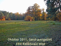 Okt 2011 FFH Wald westlich A67 Käfer 078kl.