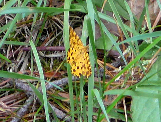 Pantherspanner Pseudopanthera macularia Mai 2008 Viernheimer Wald 005