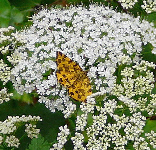 Pantherspanner Pseudopanthera maculariaMai 09 Ilbeshausen, Hohenrodskopf, Taufstein und Hochmoor 119