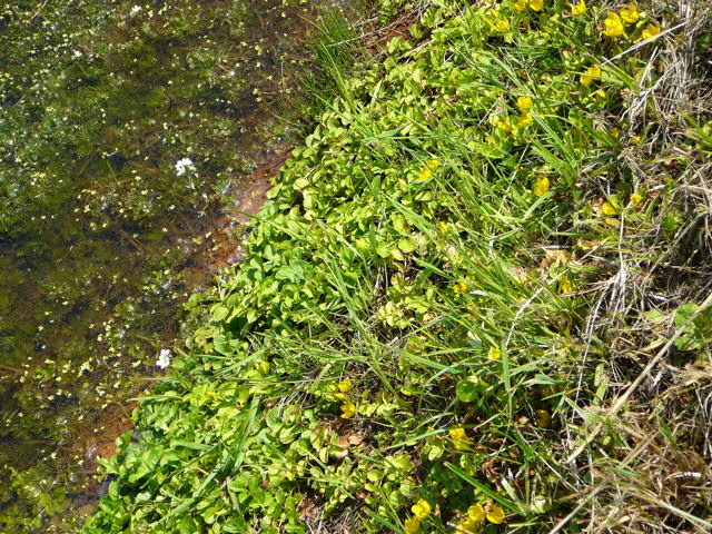 Pfennig-Gilbweiderich Lysimachia nummularia Juni 2011 Huettenfeld Insekten und Falter 053