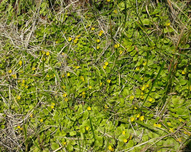 Pfennig-Gilbweiderich Pfennigkraut Lysimachia nummularia Juni 2011 Huettenfeld Insekten und Falter 027