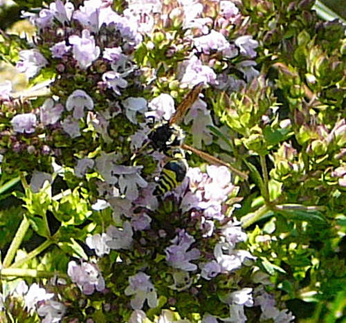 Pillenwespe 2 Eumenes spec. Juli 2010 Insekten Garten 026