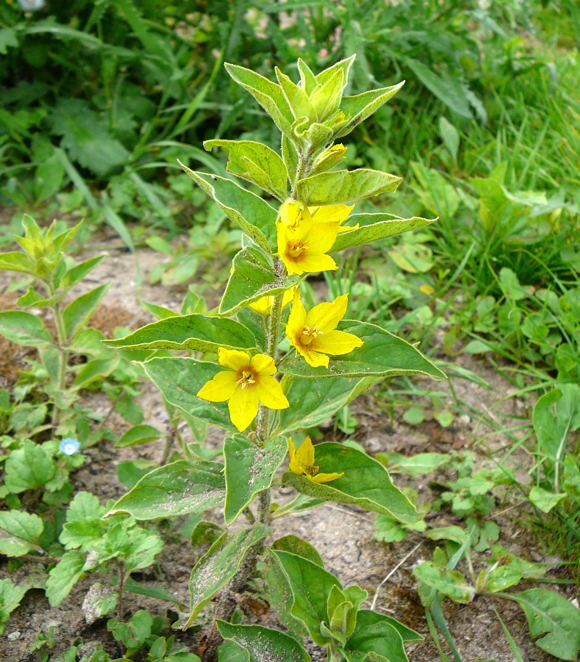 Punktierter Gilbweiderich Lysimachia punctata Juni 2010 Viernheimer Heide u. Kfertal Blumen 098