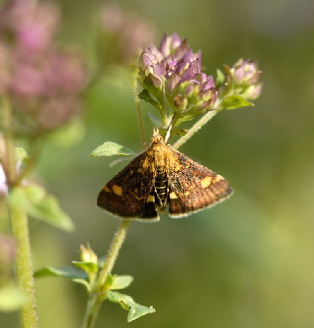 Purpurznsler Juni 2011 Huett Schmetterling 182