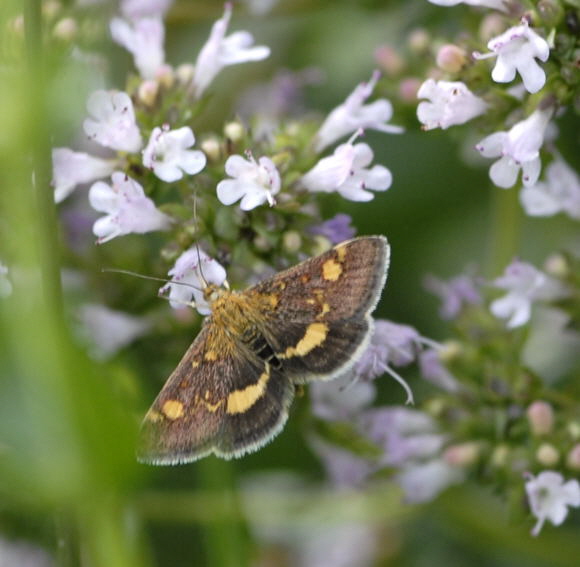 Purpurznsler Pyrausta aurata Juni 2011 Huett Schmetterling 170