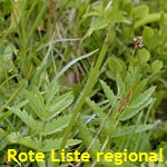 Rotblütige Bibernelle (Pimpinella major ssp rubra) Blatt kl.