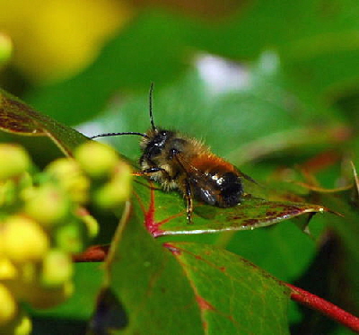Rote Mauerbiene (Osmia bicornis) April 2010 Viernheimer Wald Goldstern u.Maikfer_Nikon 063