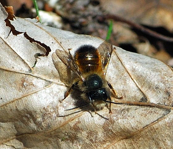 Rote Mauerbiene (Osmia bicornis) Biene 4 April 2010 Viernheimer Wald Goldstern u.Maikfer_Nikon 120