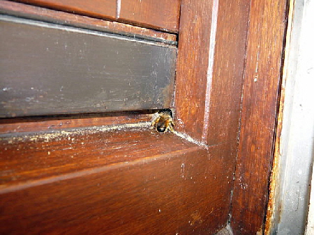 Rote Mauerbiene Mrz 2011 Krtenschutzaktion Zaun steht 051