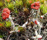 Rotfrüchtige Säulenflechte Cladonia macilenta kl.