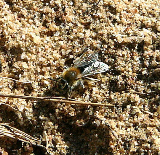 Sandbiene 5 Andrena spec. April 2011 Biotop an Mlldeponie Bienen 027