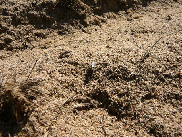 Sandbiene 5 Andrena spec. April 2011 Biotop an Mlldeponie Bienen 025