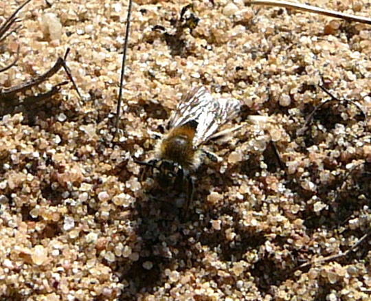 Sandbiene 5 Andrena spec. April 2011 Biotop an Mlldeponie Bienen 025a