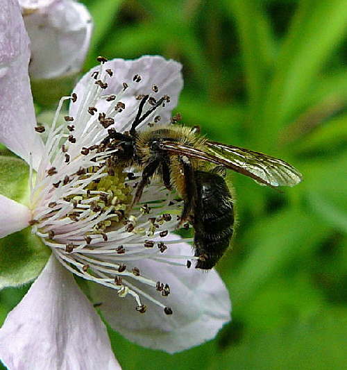 Sandbiene 6 Andrena spec. Juni 2010 Viernheimer Wald bei Httenfeld und Blumenacker 118