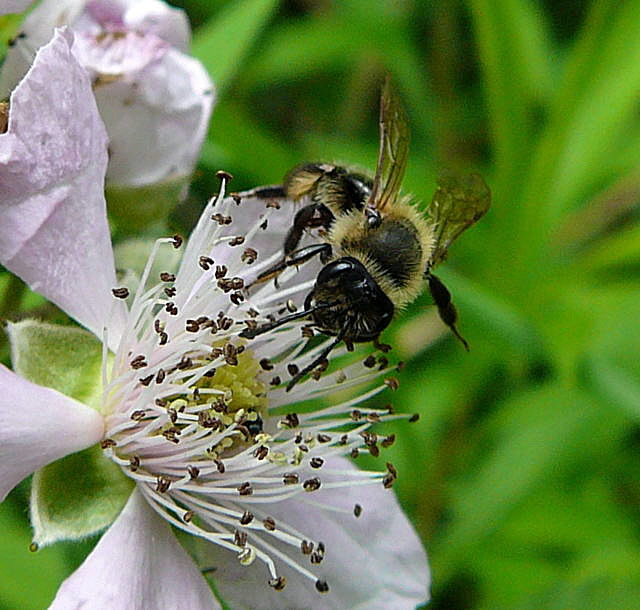 Sandbiene 6 Andrena spec. Juni 2010 Viernheimer Wald bei Httenfeld und Blumenacker 117