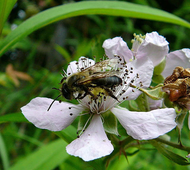 Sandbiene 6 Andrena spec. Juni 2010 Viernheimer Wald bei Httenfeld und Blumenacker 115