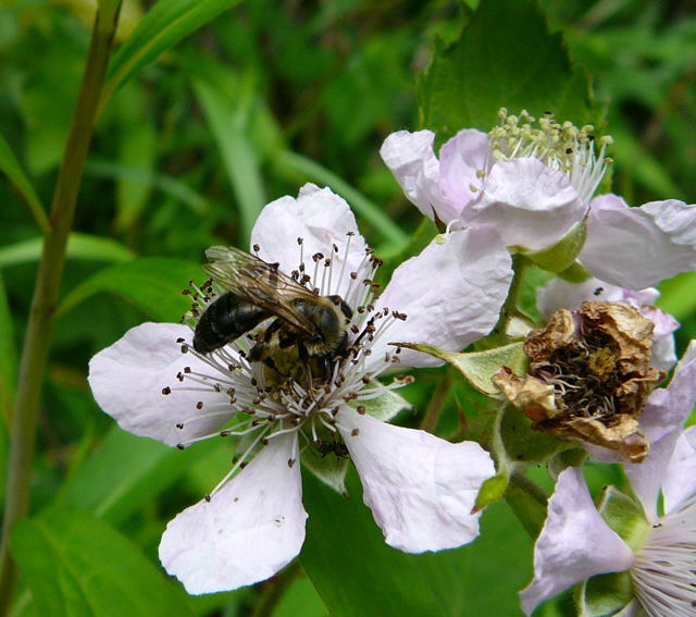 Sandbiene 6 Andrena spec. Juni 2010 Viernheimer Wald bei Httenfeld und Blumenacker 113