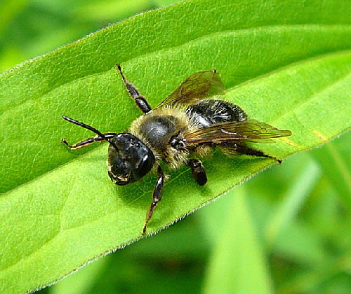 Sandbiene 7 Andrena spec. Juni 2010 Viernheimer Wald bei Httenfeld und Blumenacker 122