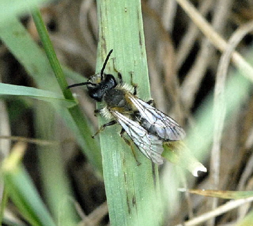 Sandbiene 9 Andrena spec.Mnnchen April 2011 Kleiner Palustris-Graben Huett u.Hemsb Insekten NIKON 025