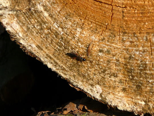 Schlupfwespe 3 (Parasitica) April 09 Insekten & Wildblumen Viernheimer Wald 016