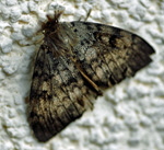 Schwammspinner (Lymantria dispar) Männchen kl.