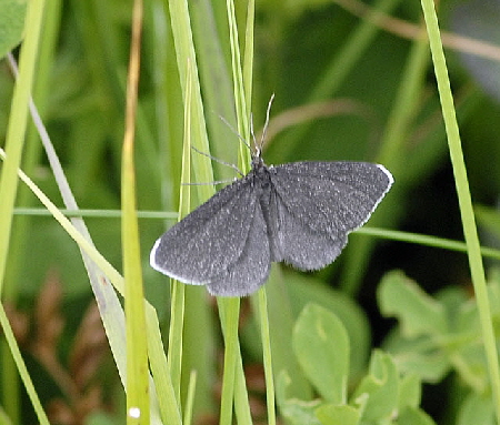 Schwarzspanner (Odezia atrata) Bayern, Oberstdorf Fellhorn 9.7.2011 140