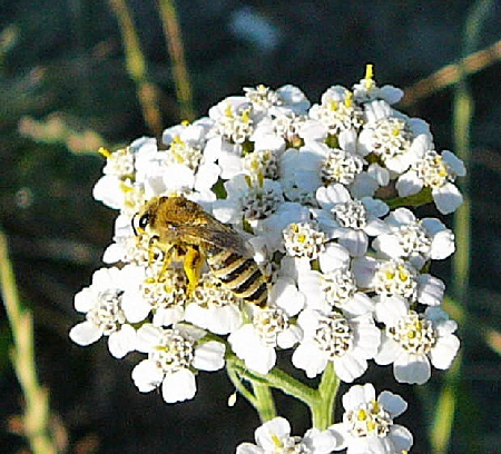 Seidenbiene 1 Colletes cf. fodiens Juli 2010 Insekten Viernheimer Wald 147