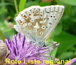 Silbergrner Bluling (Polyommatus coridon) kl.