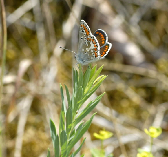 Sonnenrschen-Bluling Aricia agestis Juni 2011 Huettenfeld Insekten Mhaktionen Stadt NIKON 083