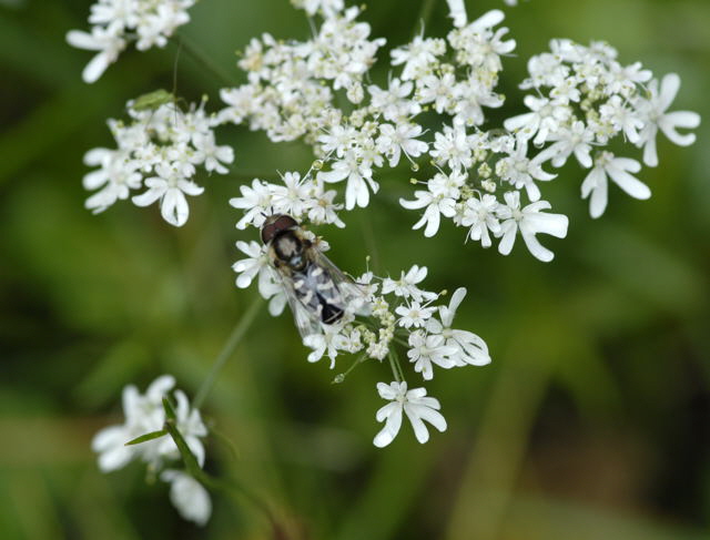 Spte Grostirn-Schwebfliege Scaeva pyrastri 2011-07-15 Nationalpark Berchtesgarden Wimbachtal NIKON 266