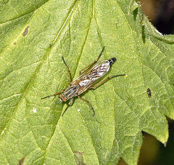 Stilettfliege Psilocephala eximia Mai 2011 Biedensand Veilchen und Insekten NIKON 102