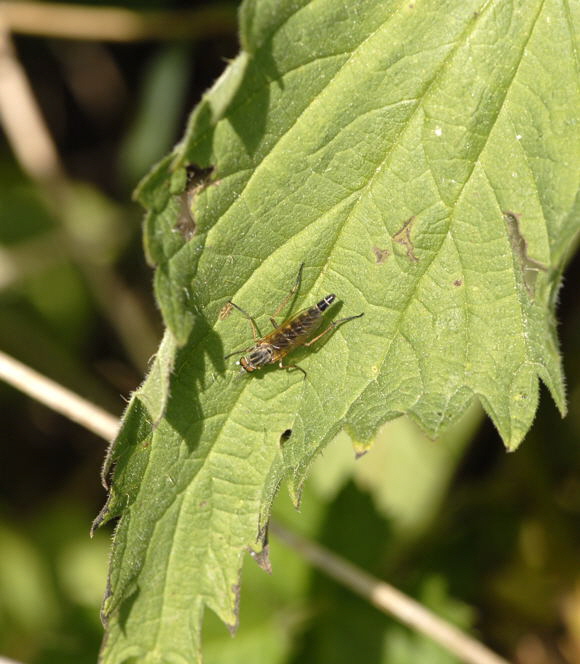 Stilettfliege Psilocephala eximia Mai 2011 Biedensand Veilchen und Insekten NIKON 103a