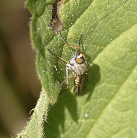 Stilettfliege Psilocephala eximia Mai 2011 Biedensand Veilchen und Insekten NIKON 105