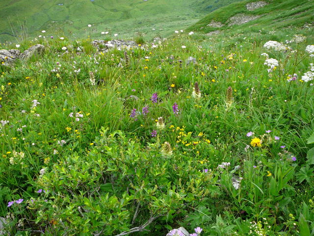 Strau-Glockenblume (Campanula thyrsoidea) Urlaub 2011 9.7.2011 Allgu Alpen Fellhorn Oberstdorf-Faistenoy 105