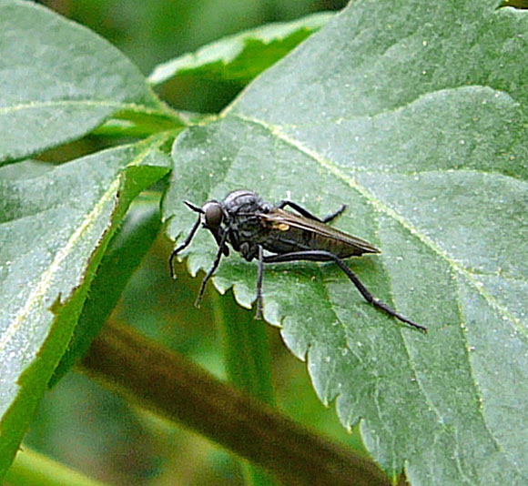 Tanzfliege 2 April 2011 Kleiner Palustris-Graben Huett u. Hemsbach Insekten 078