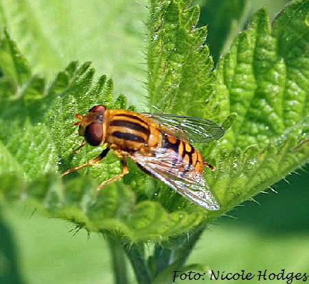 Teichrandschwebfliege (Parhelophilus spec.)-Mai09-Wassergraben bei Httenfeld-1a-N