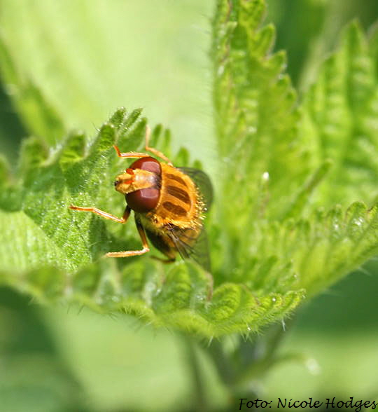 Teichrandschwebfliege (Parhelophilus spec.)-Mai09-Wassergraben bei Httenfeld-2-N