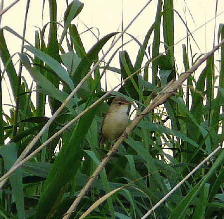 Teichrohrsnger Acrocephalus scirpaceus Juni 09 Huett Graben hi