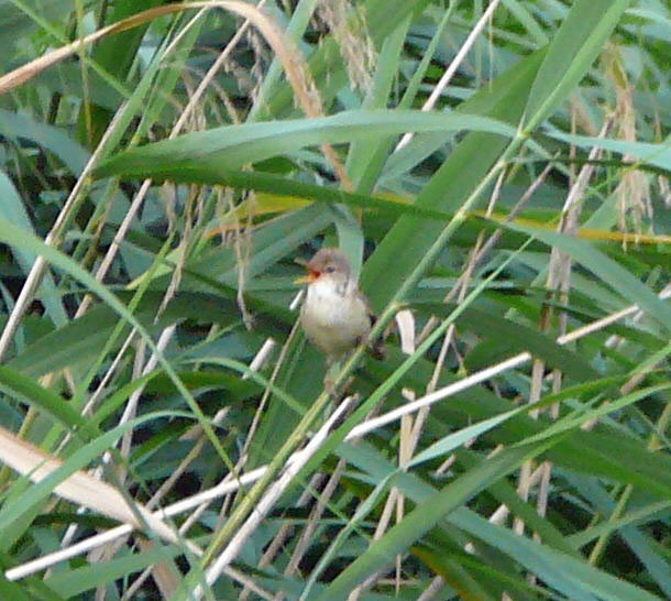 Teichrohrsnger Acrocephalus scirpaceus Juni 09 Huett Graben hinter Friedhof Beutelmeise 031