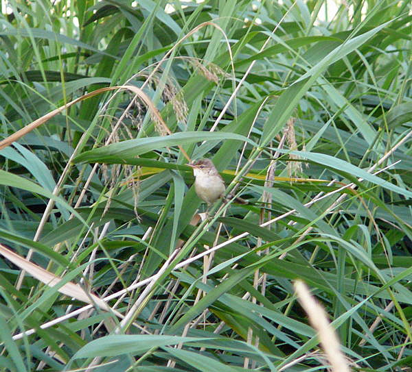 Teichrohrsnger Acrocephalus scirpaceus Juni 09 Huett Graben hinter Friedhof Beutelmeise 035