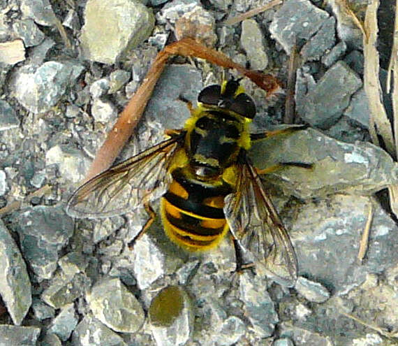 Totenkopf-Schwebfliege (Myathropa florea Weibchen Mai 2011 Viernheimer Wald westlich A67 052