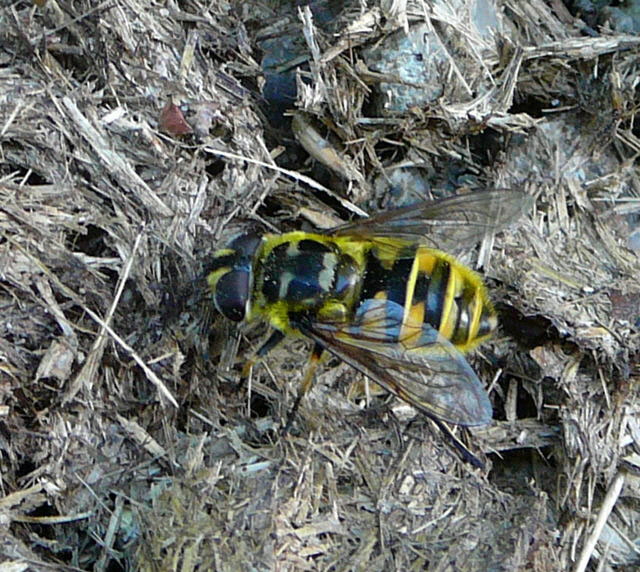 Totenkopf-Schwebfliege (Myathropa florea Weibchen Mai 2011 Viernheimer Wald westlich A67 056