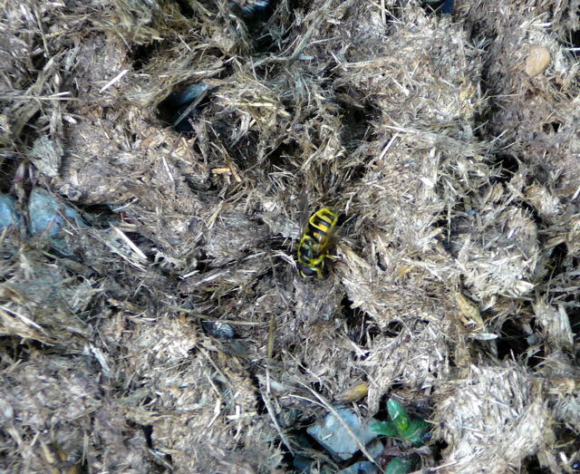 Totenkopf-Schwebfliege (Myathropa florea WeibchenMai 2011 Viernheimer Wald westlich A67 049