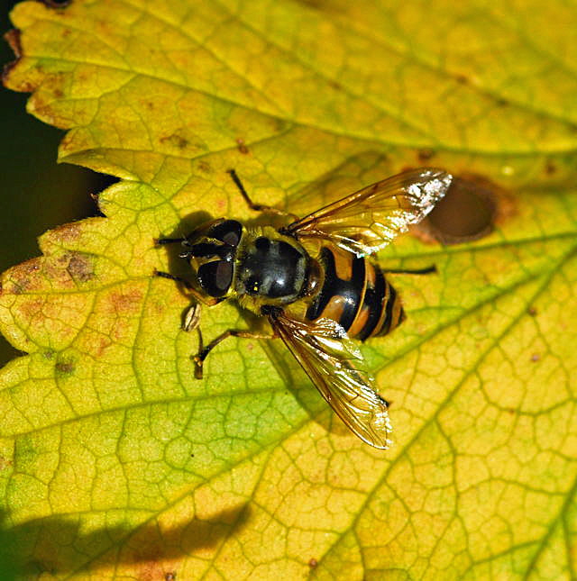 Totenkopf-Schwebfliege Okt 2009  Htt Insekten NIKONViernheimer Wald 010