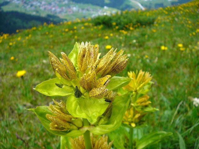 Tpfel-Enzian (Gentiana punctata) Urlaub 2011 9.7.2011 Allgu Alpen Fellhorn Oberstdorf-Faistenoy 118