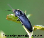 Veilchenblauer Wurzelhals-Schnellkäfer (Limoniscus violaceus)  kl.