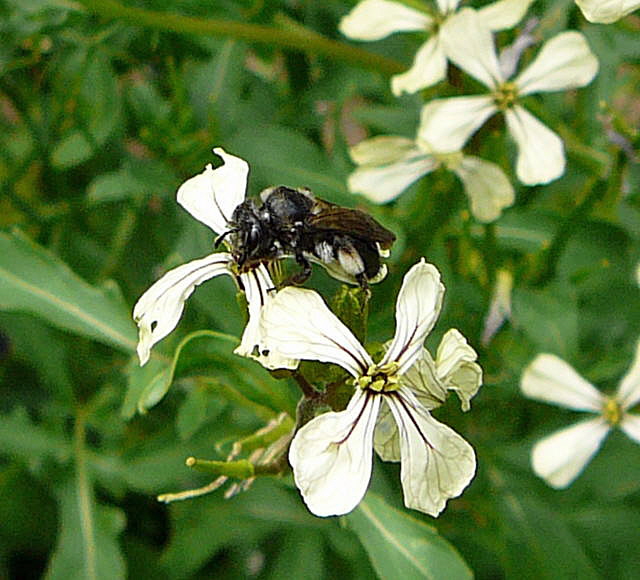 Verwandte Sandbiene Andrena proxima Juli 2010 Insekten Garten2 034