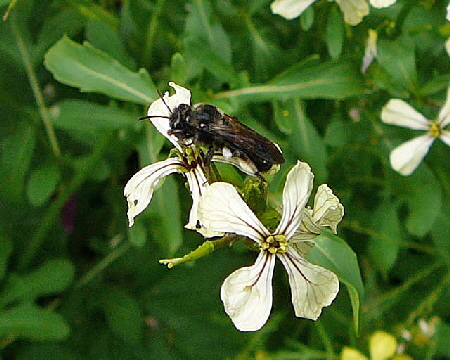 Verwandte Sandbiene Andrena proxima Juli 2010 Insekten Garten2 035