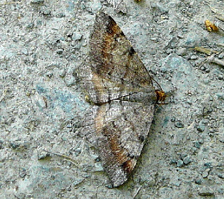 Violettgrauer Eckflgelspanner, Macaria liturata Mai 2011 Viernheimer Wald westlich A67 042